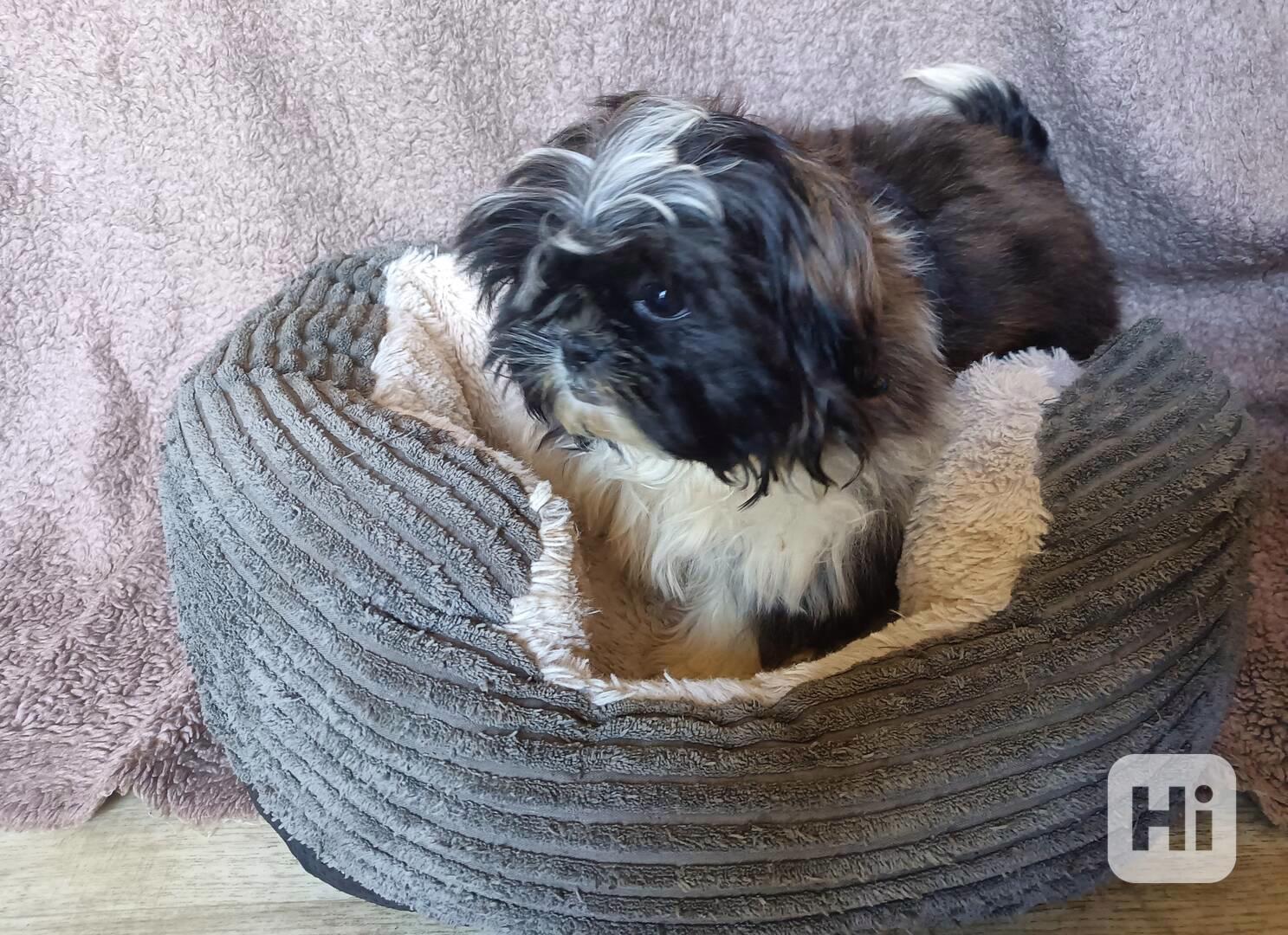 Shih-tzu - prodáme fenečku bez pp - foto 1