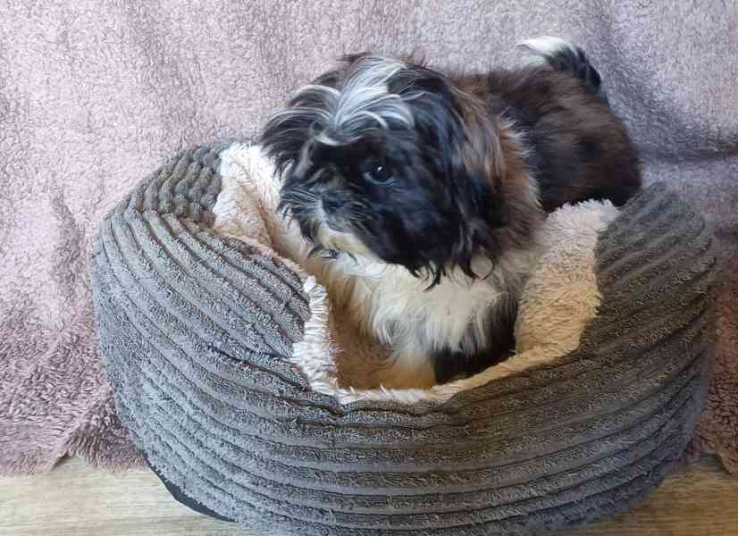 Shih-tzu - prodáme fenečku bez pp - foto 1