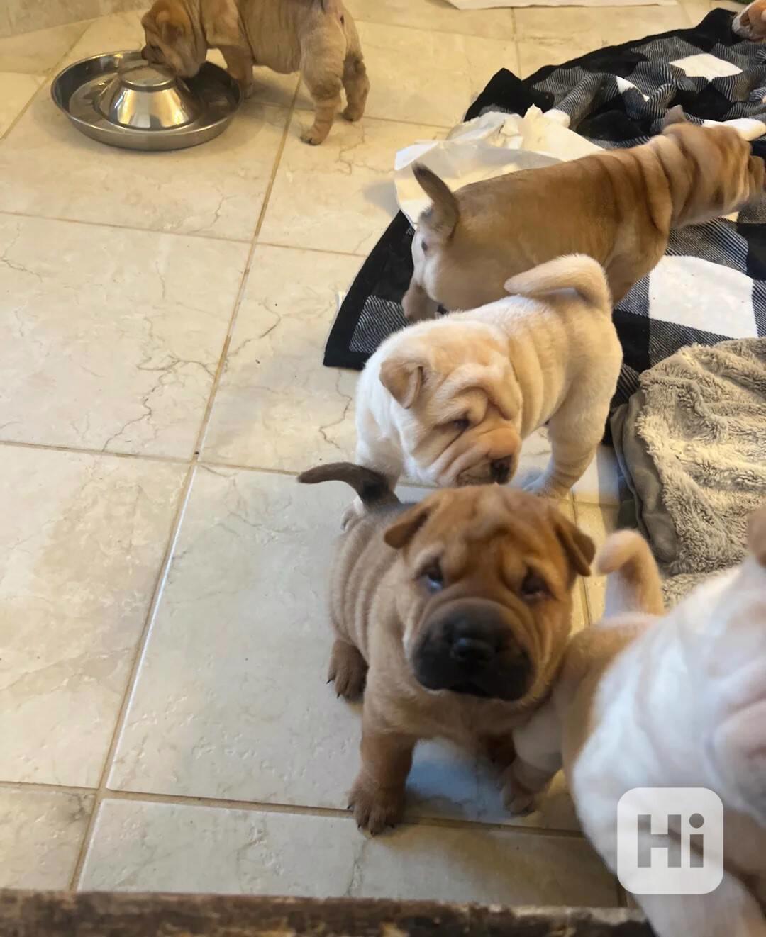 štěňata šar-pejů - foto 1