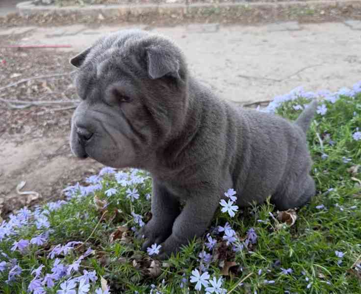 štěňata šar-pejů - foto 2