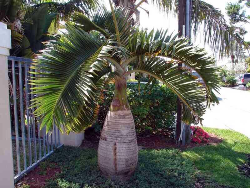 naklíčená semena palma  Hyophorbe Legenicalius - foto 1