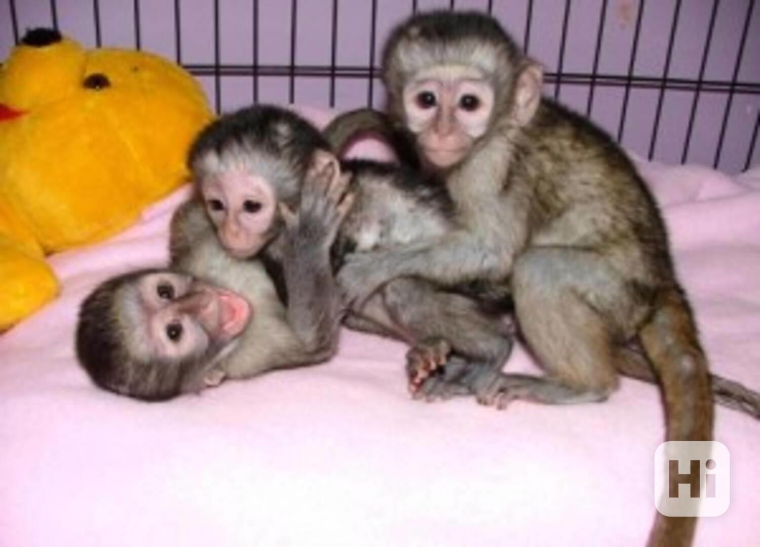 Nejkrásnější kapucínští opičky (mláďata) k bezplatné a dobro - foto 1