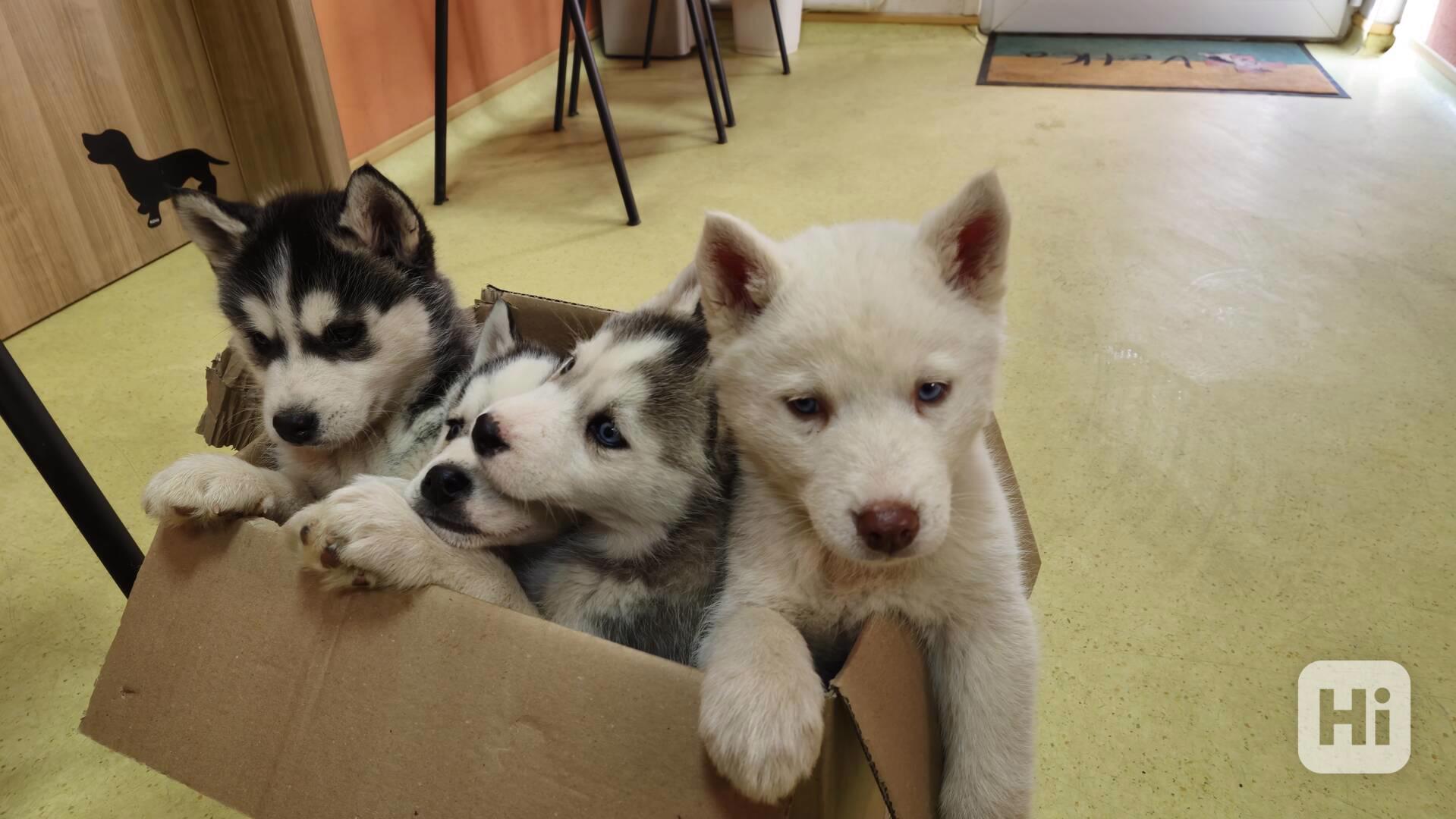 Štěně Sibiřský husky - foto 1