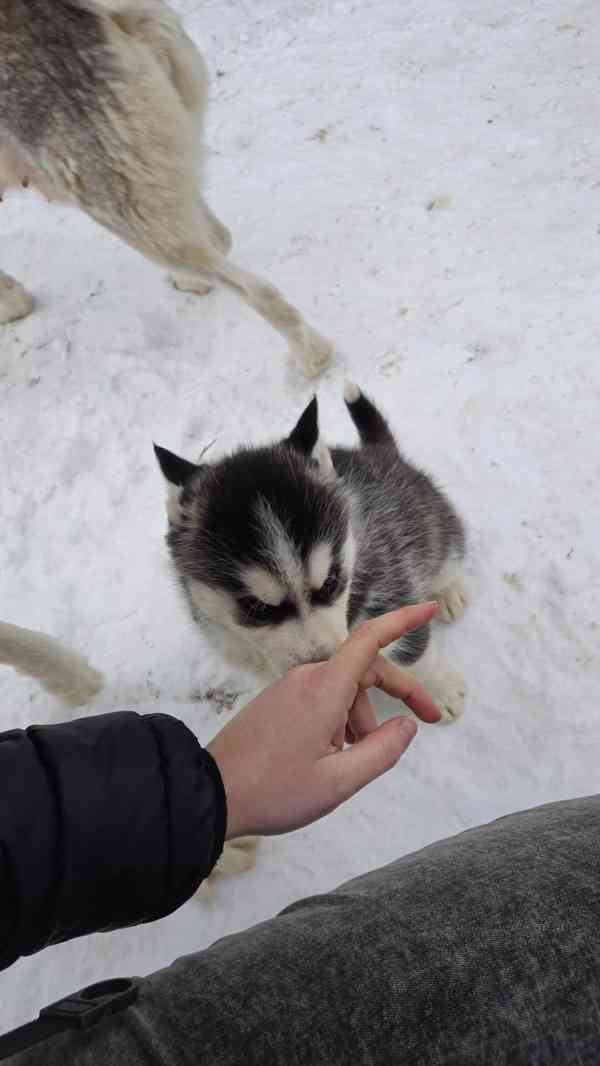 Štěně Sibiřský husky - foto 11