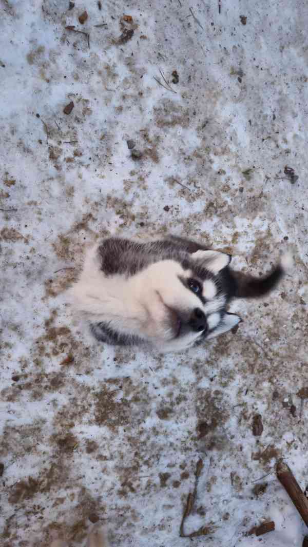 Štěně Sibiřský husky - foto 13