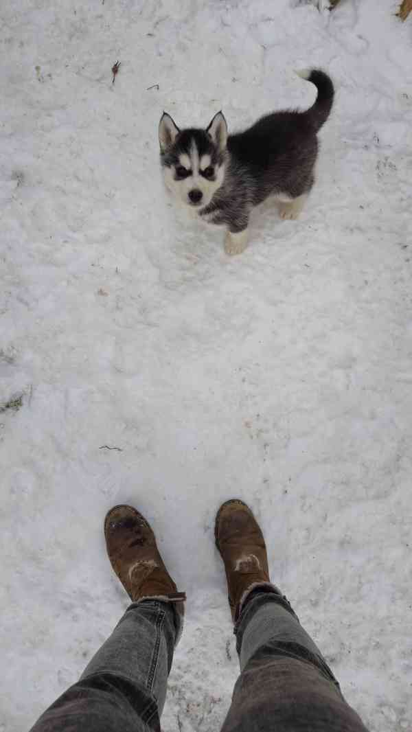 Štěně Sibiřský husky - foto 10