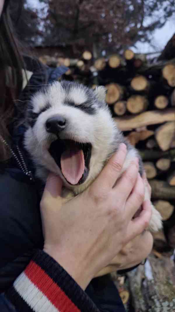 Štěně Sibiřský husky - foto 2