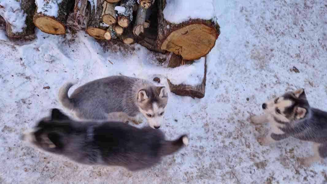 Štěně Sibiřský husky - foto 14