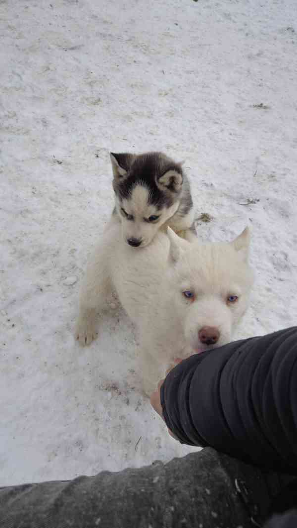 Štěně Sibiřský husky - foto 12