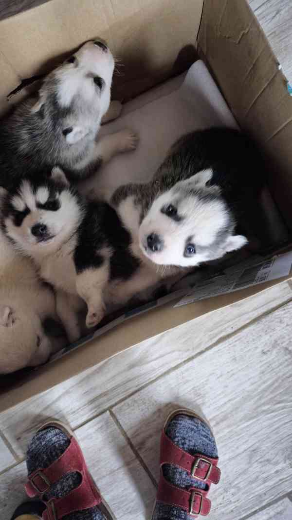 Štěně Sibiřský husky - foto 8