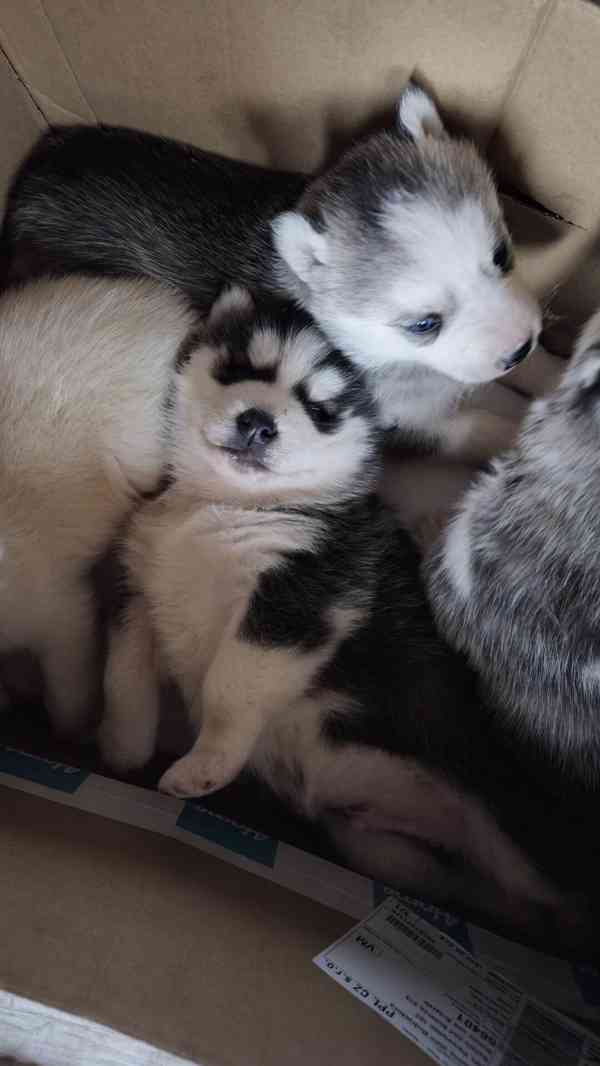 Štěně Sibiřský husky - foto 9