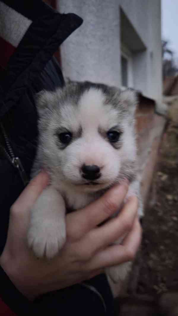 Štěně Sibiřský husky - foto 4