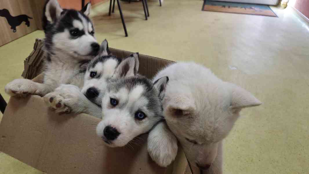 Štěně Sibiřský husky - foto 18