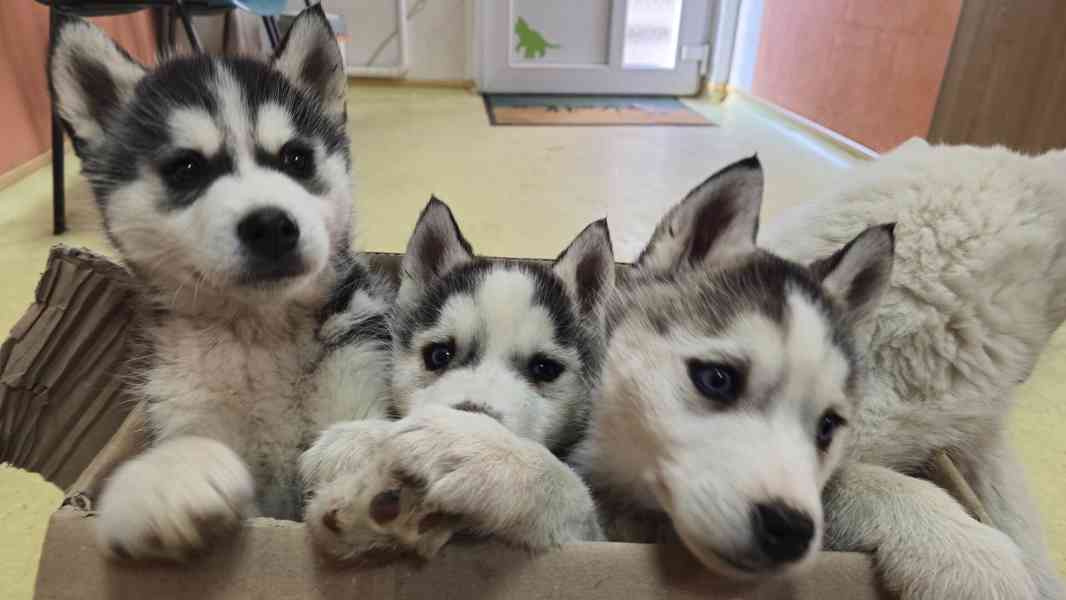 Štěně Sibiřský husky - foto 17