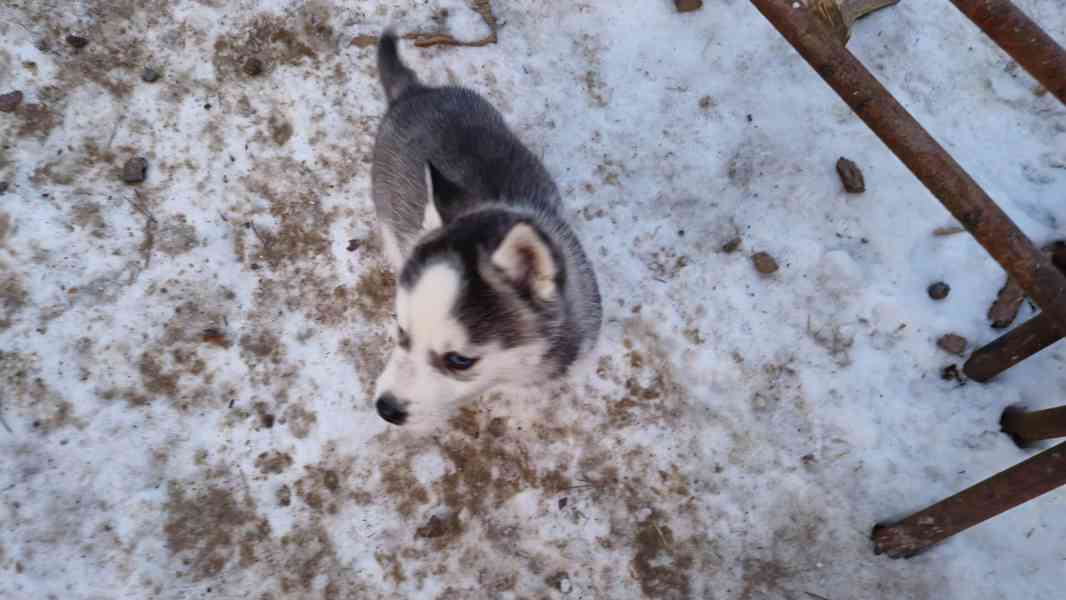 Štěně Sibiřský husky - foto 15