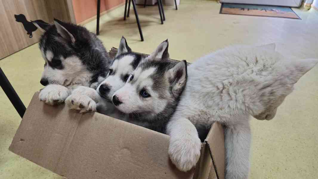 Štěně Sibiřský husky - foto 16