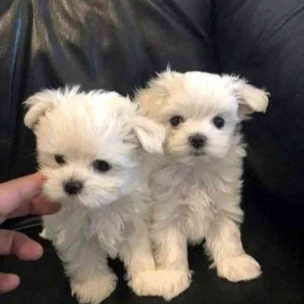 Štěňata maltézského ovčáka hledají domov. - foto 1