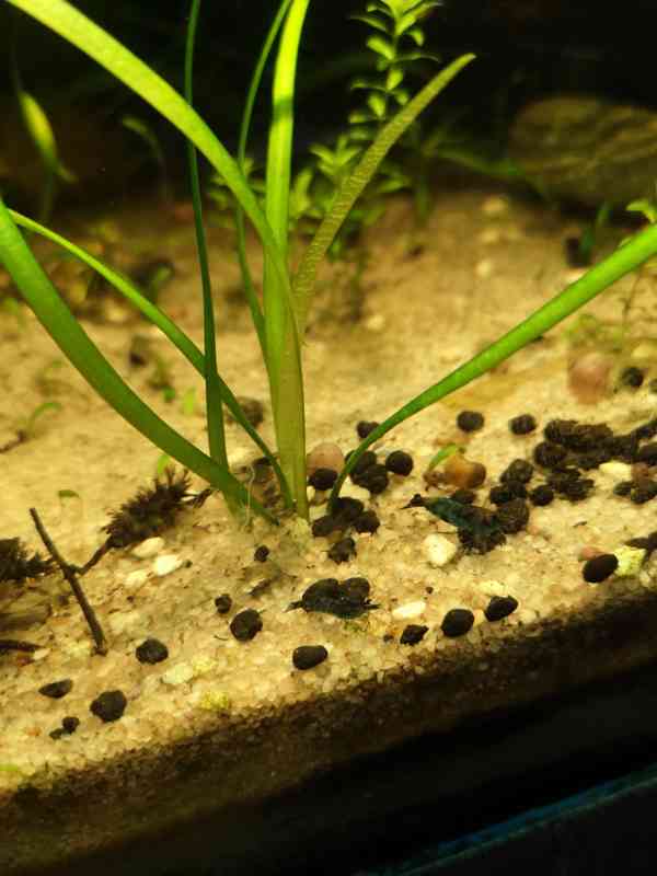 Krevetky, Neocaridina davidi var black a black rili - foto 4