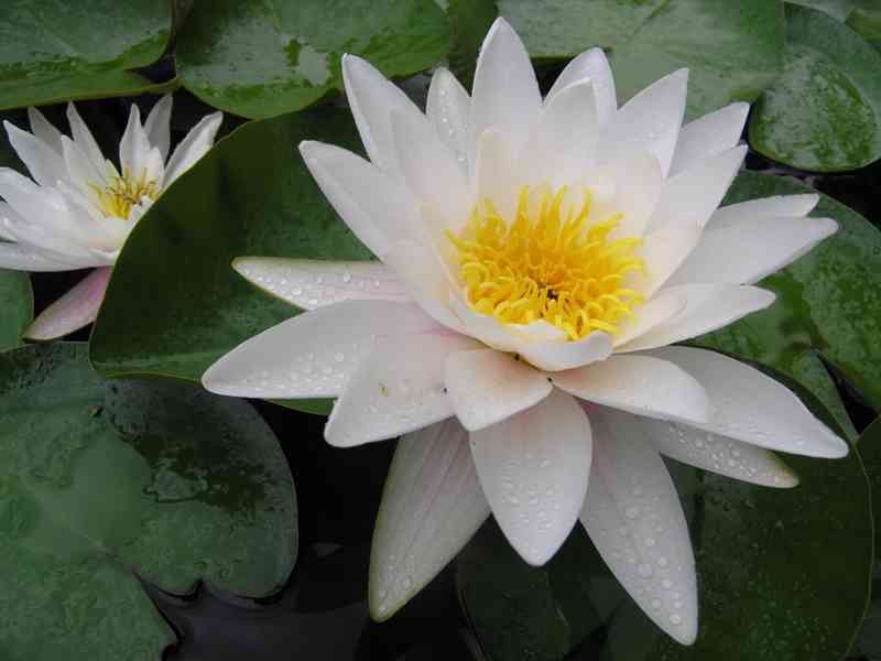 Leknín bílý ( Nymphaea Alba ) - foto 1