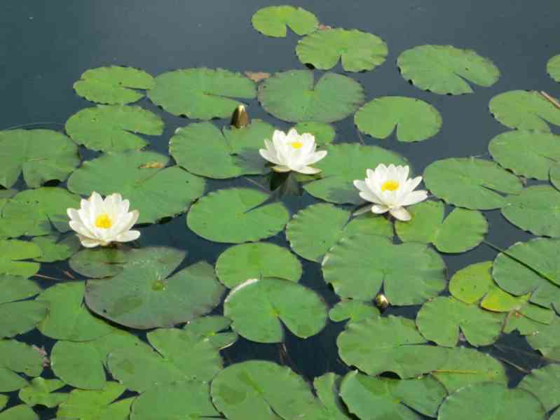 Leknín bílý ( Nymphaea Alba ) - foto 2