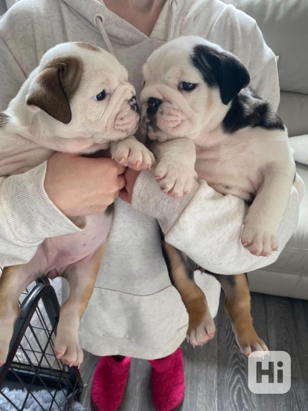 Anglickí buldoci k dispozici k adopci - foto 1