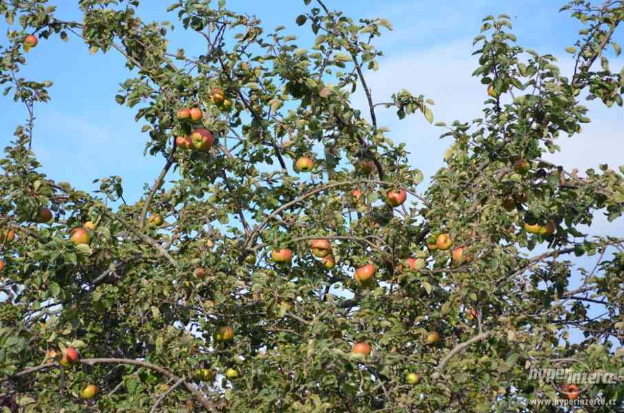 Prořezávání ovocných stromů - foto 4