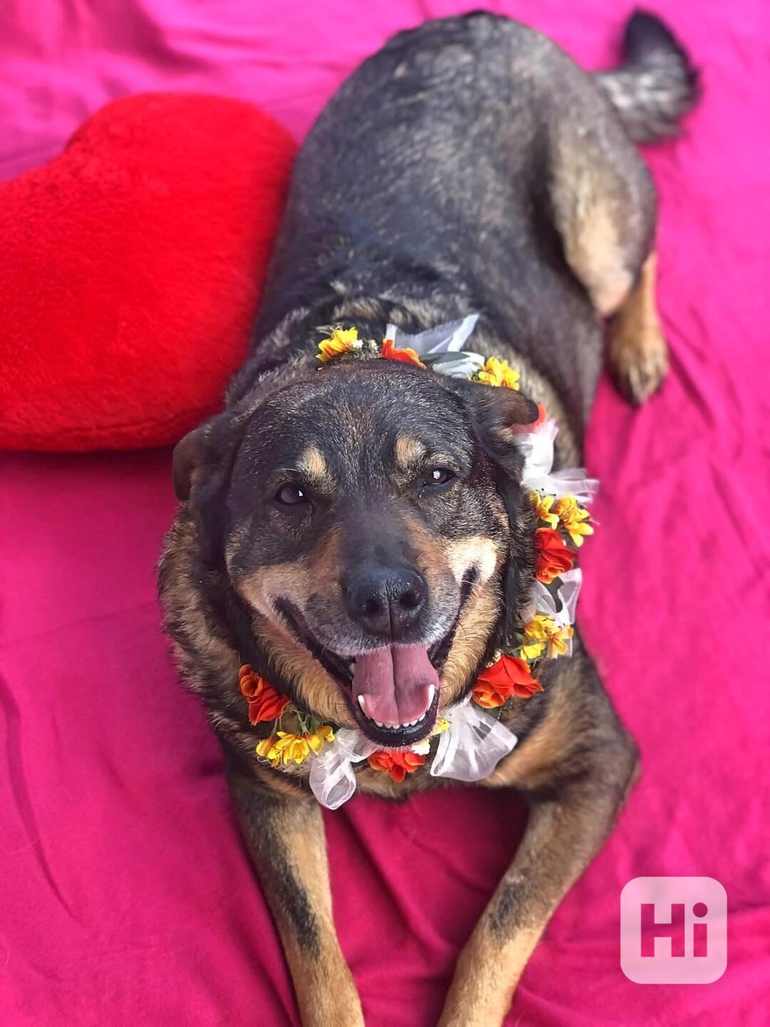ROXY - 38 kg, kastrovaná fenečka 9 let  - foto 1
