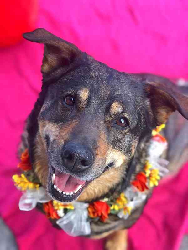 ROXY - 38 kg, kastrovaná fenečka 9 let  - foto 2