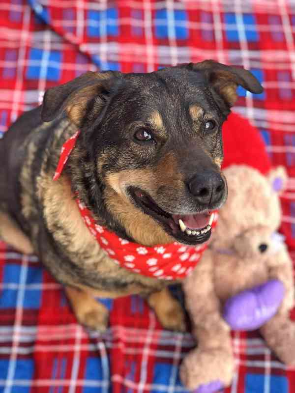 ROXY - 38 kg, kastrovaná fenečka 9 let  - foto 8