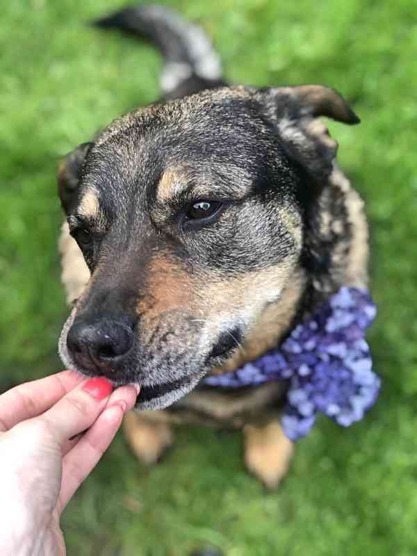 ROXY - 38 kg, kastrovaná fenečka 9 let  - foto 4
