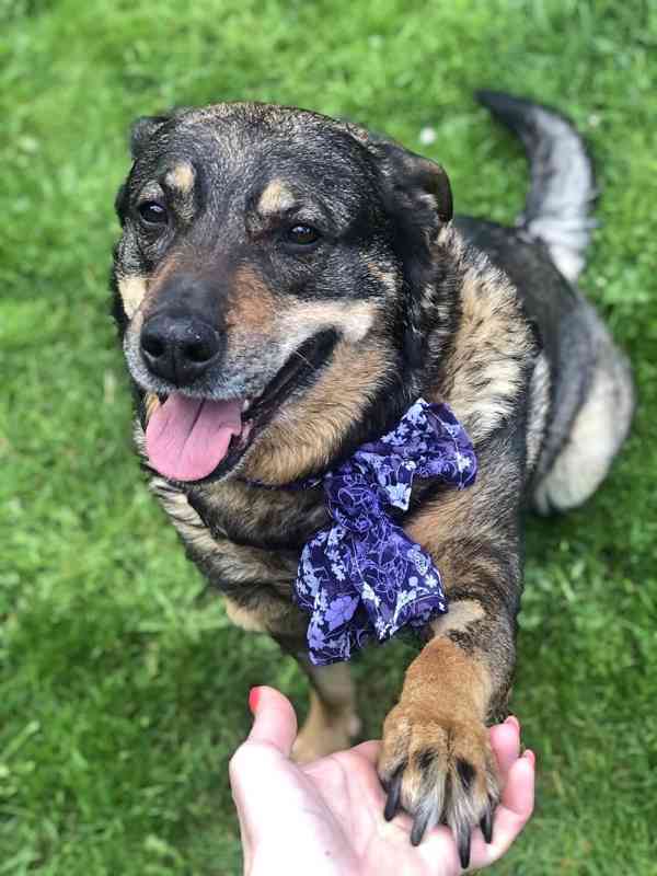 ROXY - 38 kg, kastrovaná fenečka 9 let  - foto 5