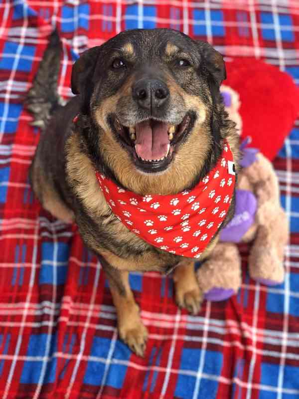 ROXY - 38 kg, kastrovaná fenečka 9 let  - foto 7