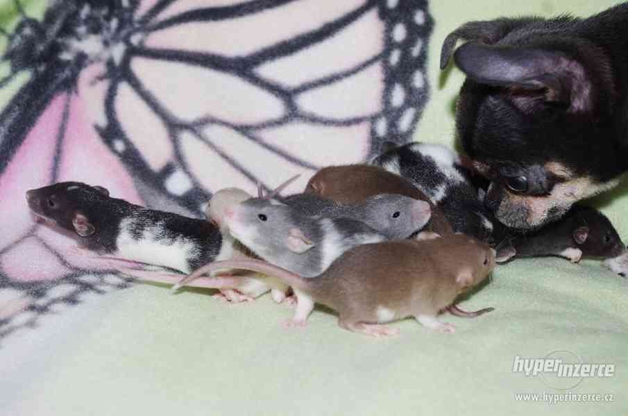 VYMAZLENÁ MIMINKA - potkan DUMBO - výběrový chov - foto 1