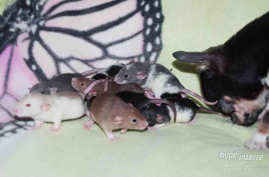 VYMAZLENÁ MIMINKA - potkan DUMBO - výběrový chov - foto 2