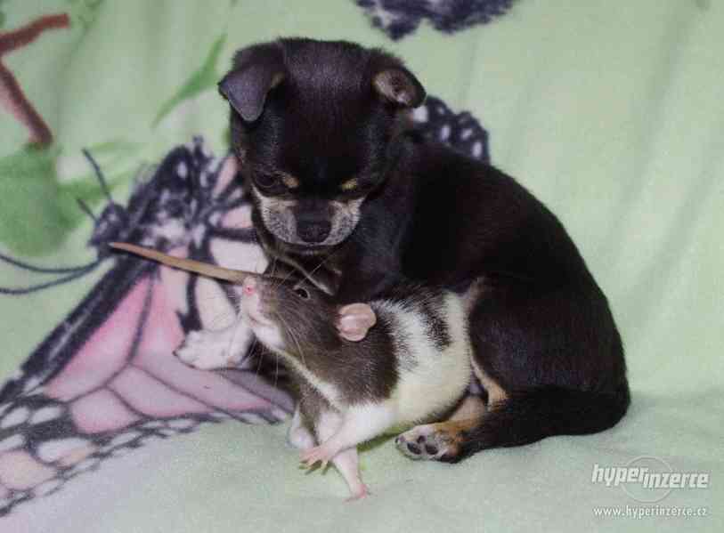 VYMAZLENÁ MIMINKA - potkan DUMBO - výběrový chov - foto 4