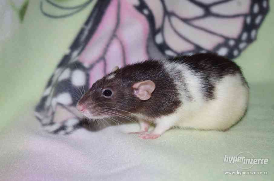 VYMAZLENÁ MIMINKA - potkan DUMBO - výběrový chov - foto 5