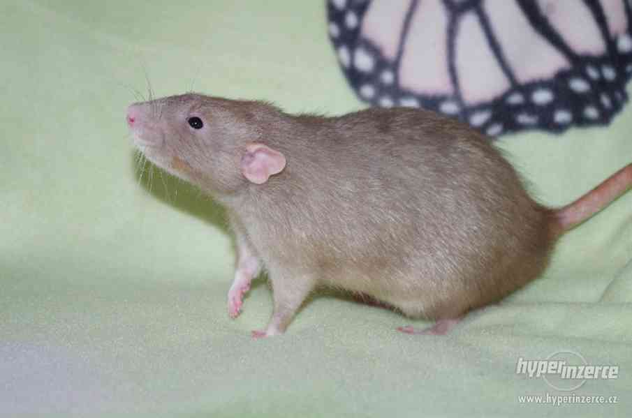 VYMAZLENÁ MIMINKA - potkan DUMBO - výběrový chov - foto 6