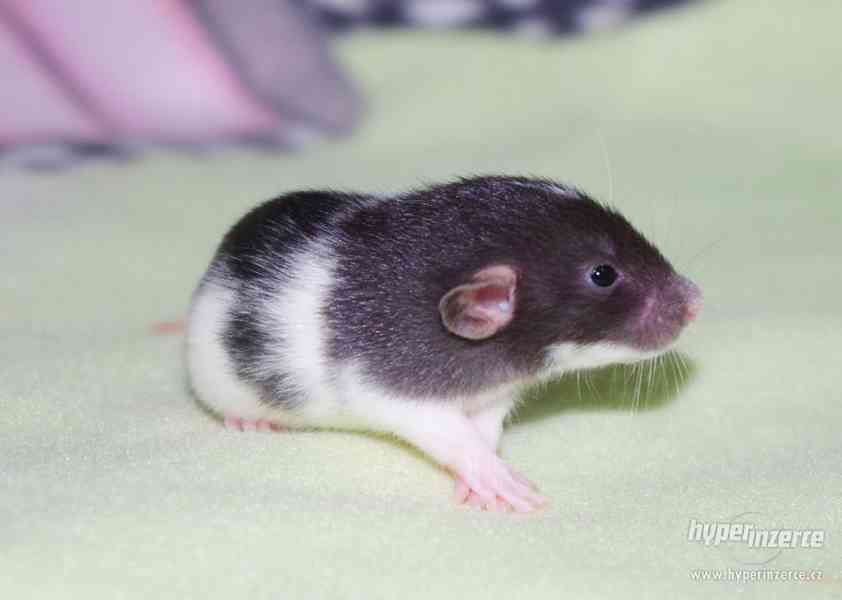 VYMAZLENÁ MIMINKA - potkan DUMBO - výběrový chov - foto 7