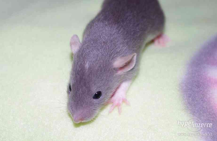 VYMAZLENÁ MIMINKA - potkan DUMBO - výběrový chov - foto 8