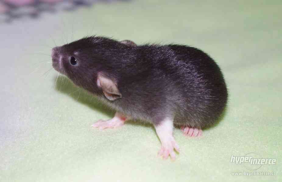 VYMAZLENÁ MIMINKA - potkan DUMBO - výběrový chov - foto 9