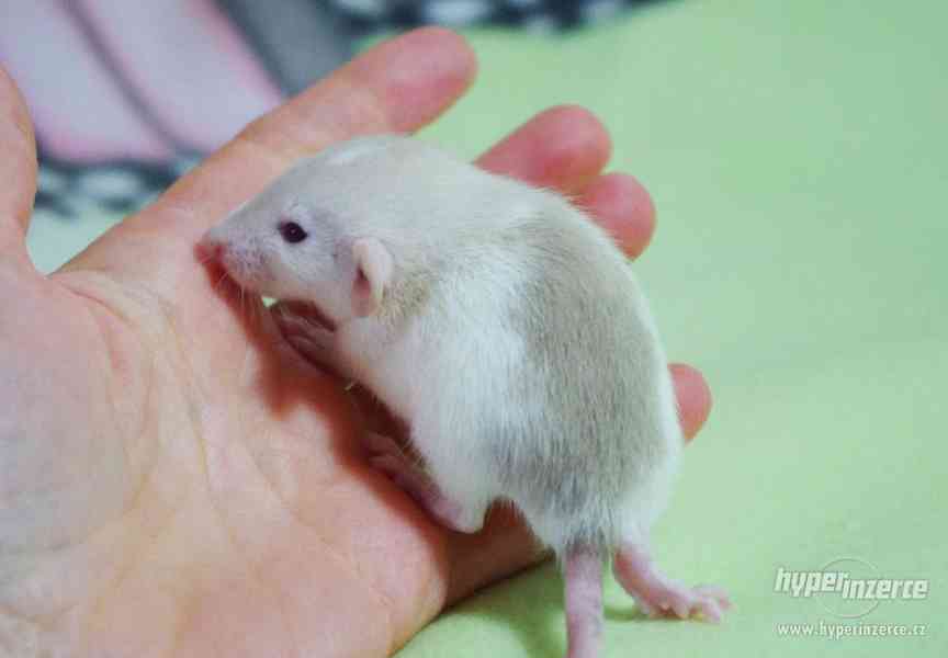 VYMAZLENÁ MIMINKA - potkan DUMBO - výběrový chov - foto 10