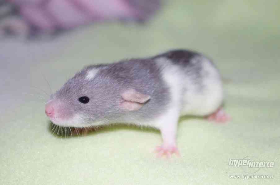 VYMAZLENÁ MIMINKA - potkan DUMBO - výběrový chov - foto 11