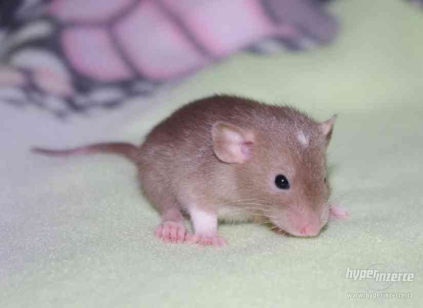 VYMAZLENÁ MIMINKA - potkan DUMBO - výběrový chov - foto 12