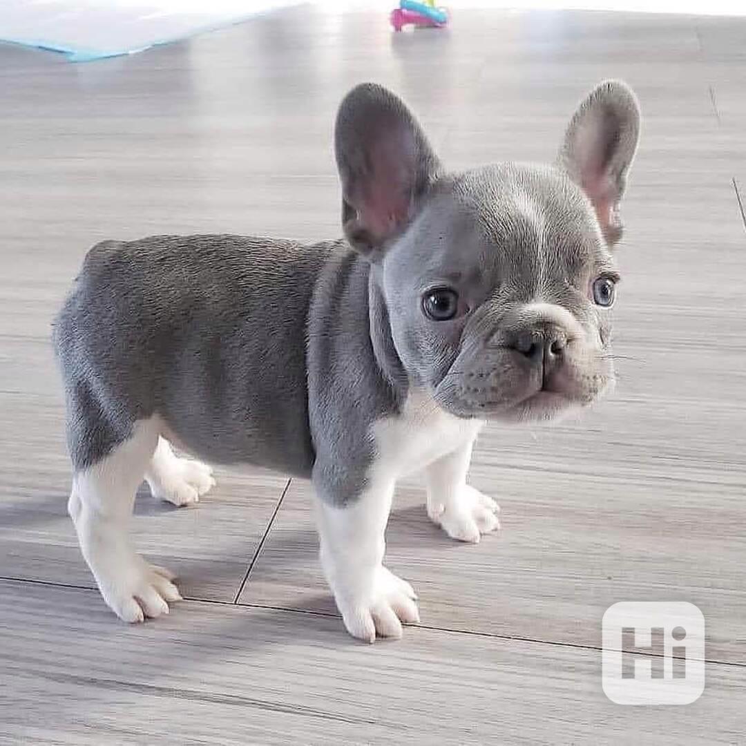 Mini a standardní štěňata Francouzský buldočka - foto 1