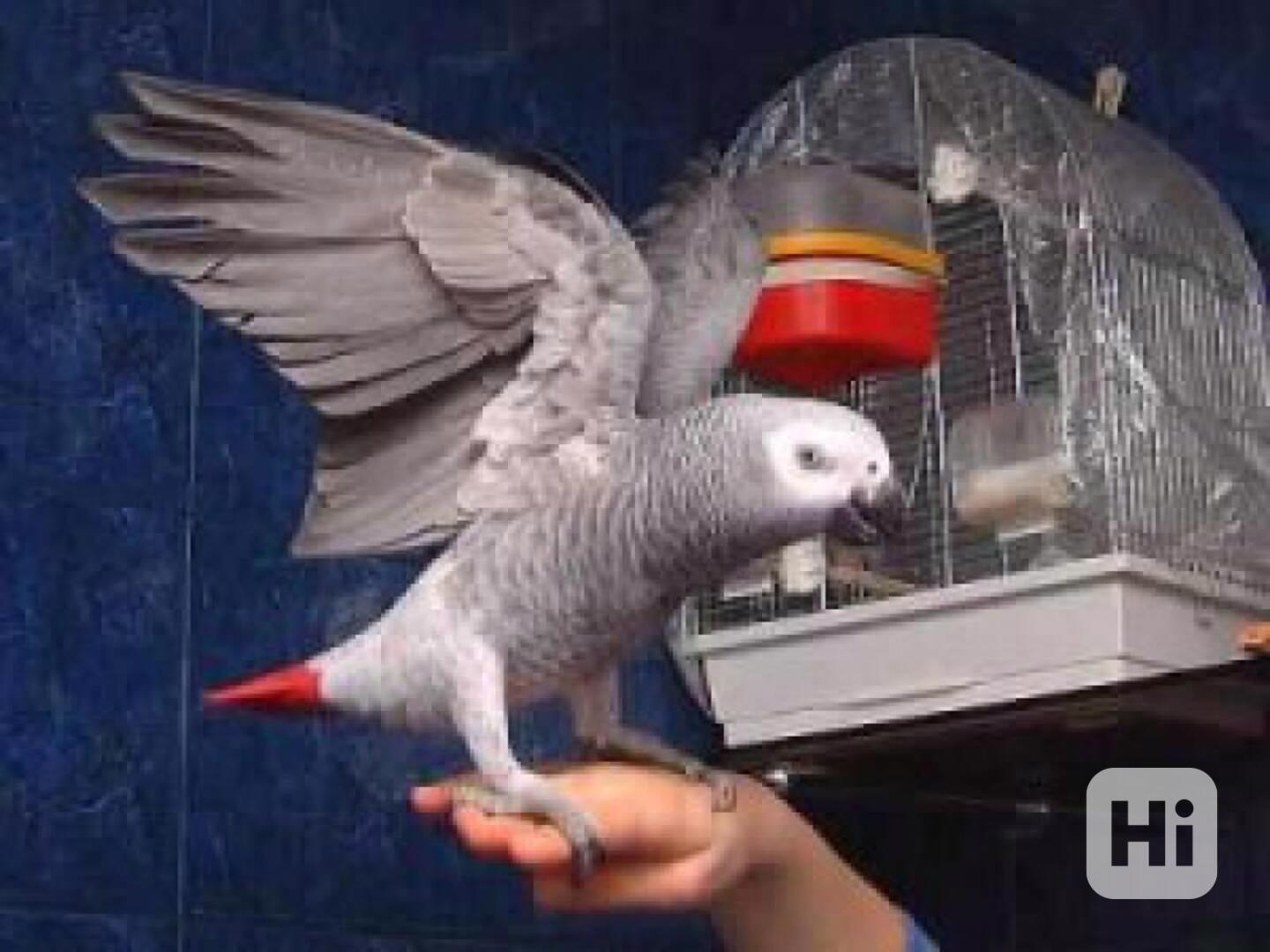 Pár hyacintových ara k adopci - foto 1