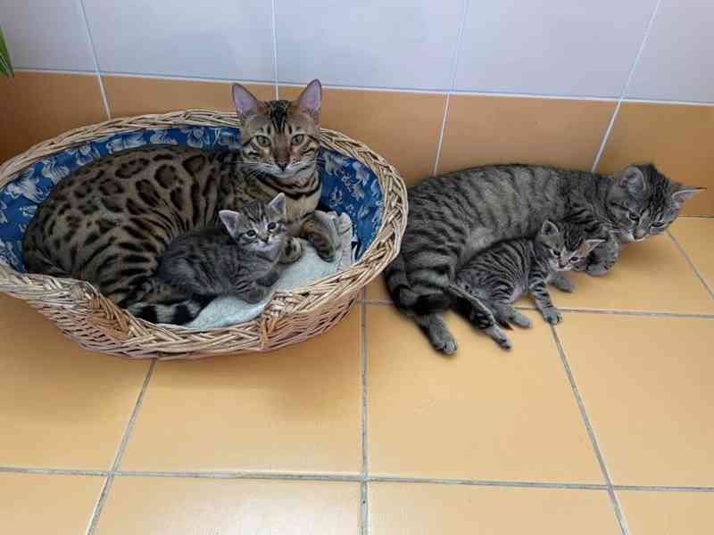 Mourovatý kocourek - foto 3