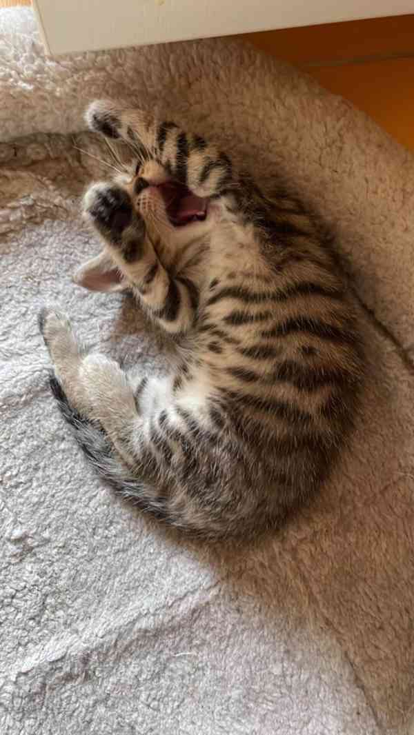 Mourovatý kocourek - foto 2