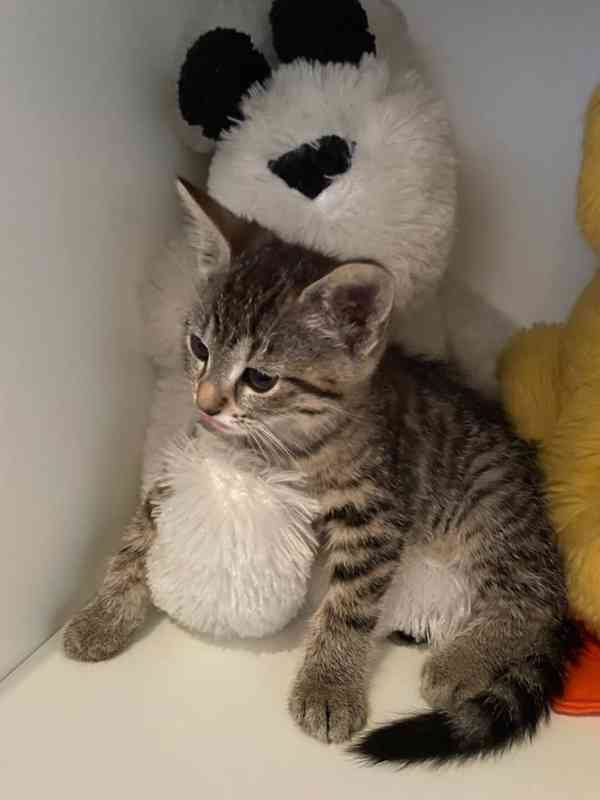 Mourovatý kocourek - foto 1