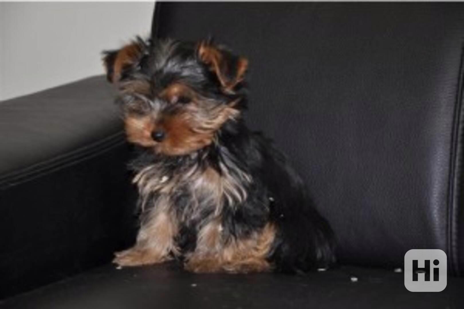 2 yorkshirští psíci z rozkvetlého štěněte k adopci - foto 1