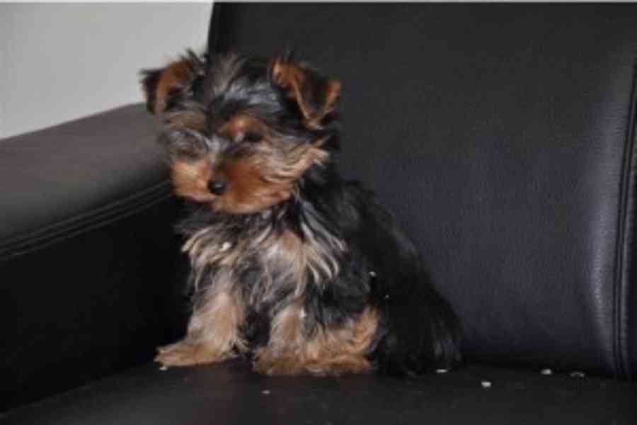 2 yorkshirští psíci z rozkvetlého štěněte k adopci - foto 1